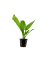 Echinodorus cordifolius 'Fluitans'- Tropica Tropica - 1