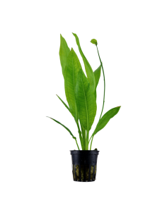 Echinodorus grisebachii 'Bleherae'- Tropica Tropica - 1