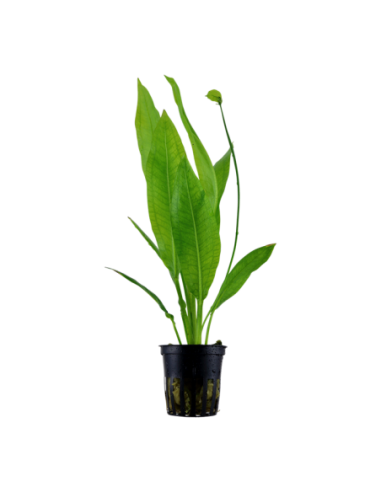 Echinodorus grisebachii 'Bleherae'- Tropica Tropica - 1