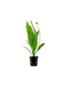 Echinodorus grisebachii 'Bleherae'- Tropica Tropica - 1