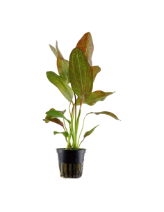 Echinodorus 'Ozelot'- Tropica Tropica - 1