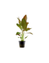 Echinodorus 'Ozelot'- Tropica Tropica - 1