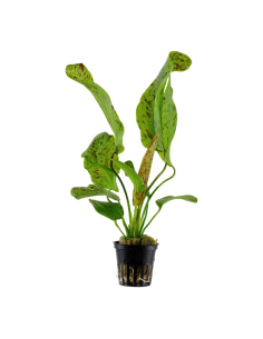 Echinodorus 'Ozelot Green'- Tropica Tropica - 1