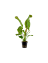 Echinodorus 'Ozelot Green'- Tropica Tropica - 1