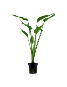 Echinodorus palifolius- Tropica Tropica - 1