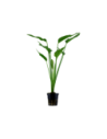 Echinodorus palifolius- Tropica Tropica - 1