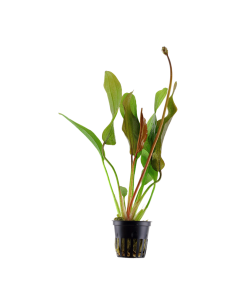 Echinodorus 'Red Diamond'- Tropica Tropica - 1