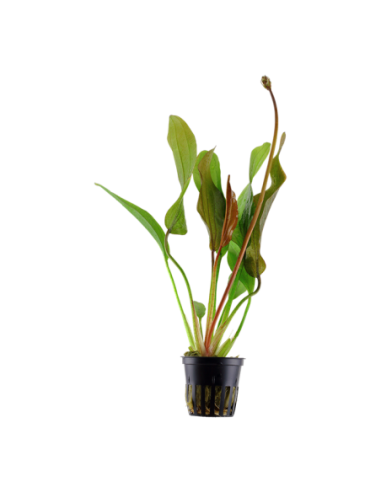 Echinodorus 'Red Diamond'- Tropica Tropica - 1