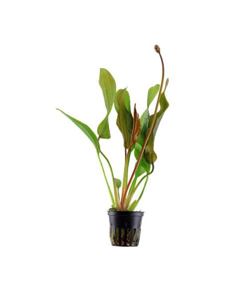 Echinodorus 'Red Diamond'- Tropica Tropica - 1