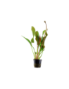 Echinodorus 'Red Diamond'- Tropica Tropica - 1