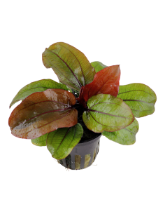 Echinodorus 'Reni'- Tropica Tropica - 1