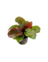 Echinodorus 'Reni'- Tropica Tropica - 1