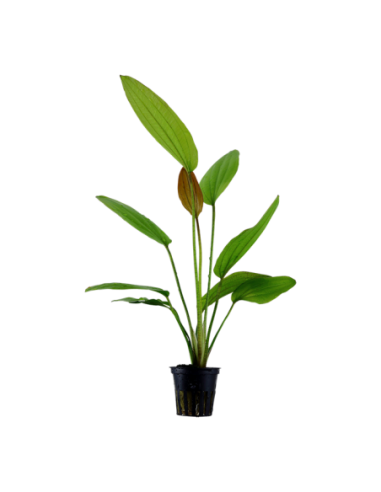 Echinodorus 'Rosé'- Tropica Tropica - 1
