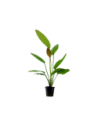 Echinodorus 'Rosé'- Tropica Tropica - 1