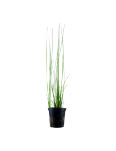 Eleocharis montevidensis- Tropica Tropica - 1
