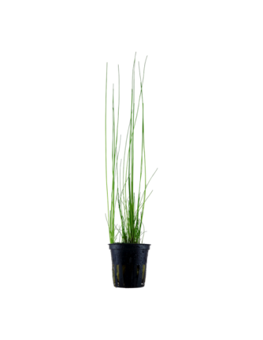 Eleocharis montevidensis - Tropica Tropica - 1