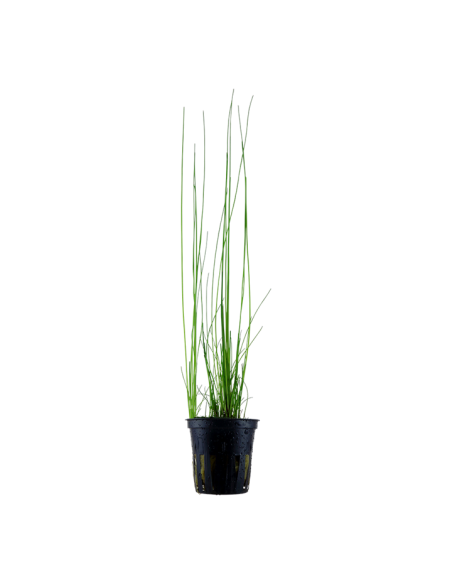 Eleocharis montevidensis - Tropica Tropica - 1