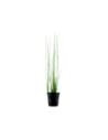 Eleocharis montevidensis - Tropica Tropica - 1