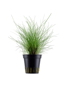 Eleocharis parvula- Tropica Tropica - 1