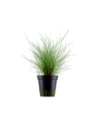 Eleocharis parvula- Tropica Tropica - 1