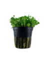 Glossostigma elatinoides- Tropica Tropica - 1