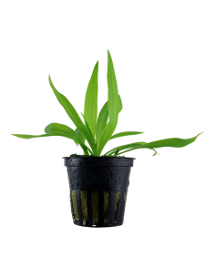 Helanthium bolivianum 'Quadricostatus'- Tropica Tropica - 1
