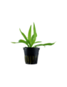 Helanthium bolivianum 'Quadricostatus'- Tropica Tropica - 1
