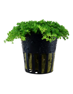 Hemianthus callitrichoides 'Cuba'- Tropica Tropica - 1