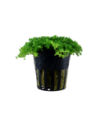 Hemianthus callitrichoides 'Cuba'- Tropica Tropica - 1