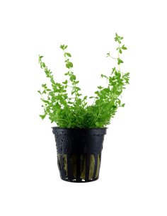 Hemianthus micranthemoides glomeratum- Tropica Tropica - 1