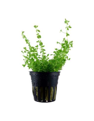 Hemianthus micranthemoides- Tropica Tropica - 1