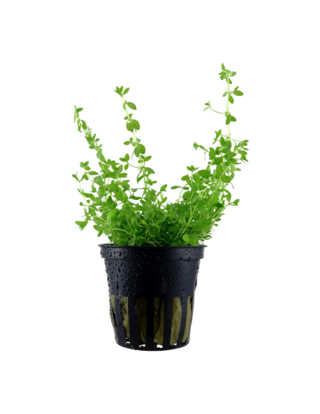 Hemianthus micranthemoides- Tropica Tropica - 1