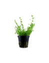 Hemianthus micranthemoides- Tropica Tropica - 1
