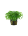 Hottonia palustris- Tropica Tropica - 1