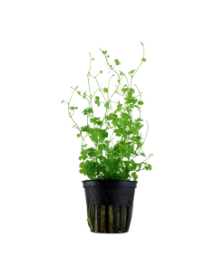 Hydrocotyle tripartita- Tropica Tropica - 1