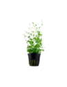 Hydrocotyle tripartita- Tropica Tropica - 1
