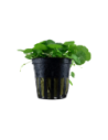 Hydrocotyle verticillata- Tropica Tropica - 1