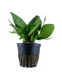 Hygrophila corymbosa 'Compact'- Tropica Tropica - 1
