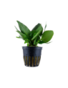 Hygrophila corymbosa 'Compact'- Tropica Tropica - 1