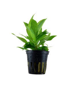 Hygrophila corymbosa 'Siamensis'- Tropica Tropica - 1