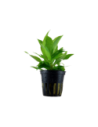 Hygrophila corymbosa 'Siamensis'- Tropica Tropica - 1