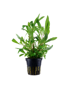Hygrophila corymbosa 'Siamensis 53B'- Tropica Tropica - 1