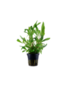 Hygrophila corymbosa 'Siamensis 53B'- Tropica Tropica - 1