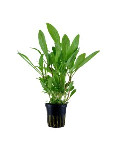 Hygrophila costata- Tropica Tropica - 1