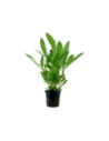 Hygrophila costata- Tropica Tropica - 1