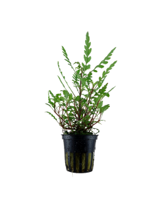 Hygrophila pinnatifida- Tropica Tropica - 1