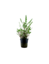 Hygrophila pinnatifida- Tropica Tropica - 1