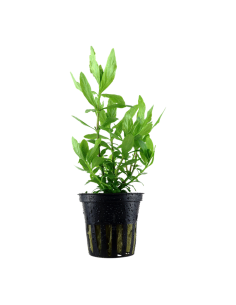 Hygrophila polysperma- Tropica Tropica - 1