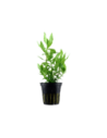 Hygrophila polysperma- Tropica Tropica - 1