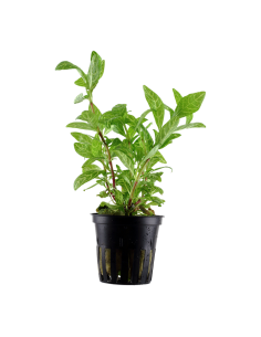 Hygrophila polysperma 'Rosanervig'- Tropica Tropica - 1